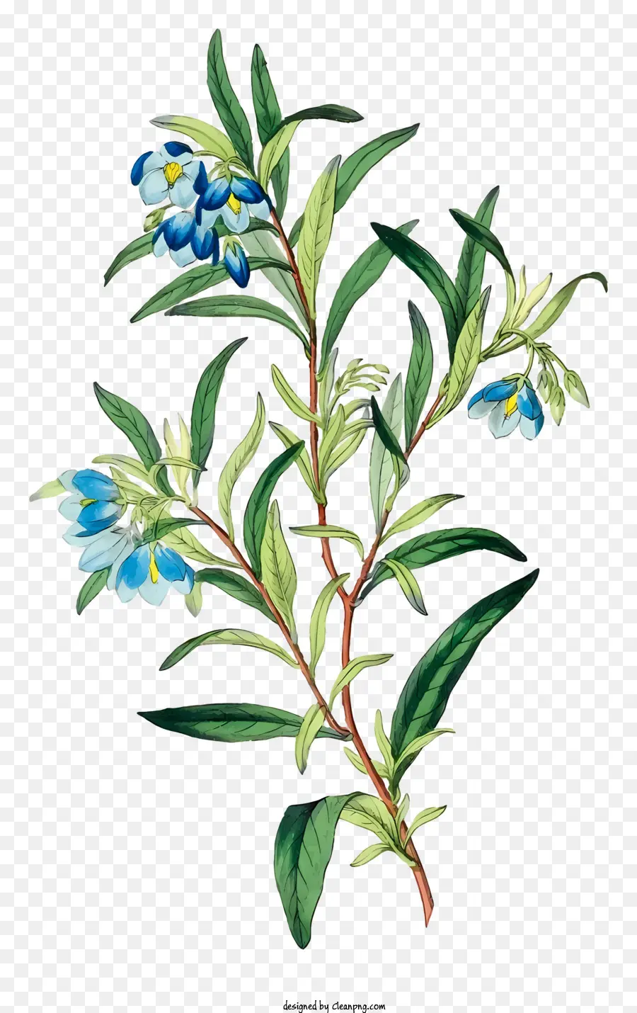 Zweig blau und lila Blüten symmetrisches Muster dunkelgrüne Blätter kleine Blätter - Bild des symmetrischen Zweigs mit blauen und lila Blüten