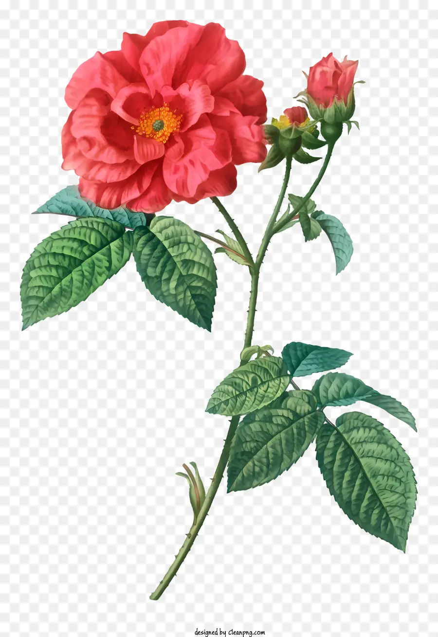 rote rose - Monochromes Bild von roter Rose mit grünen Blättern
