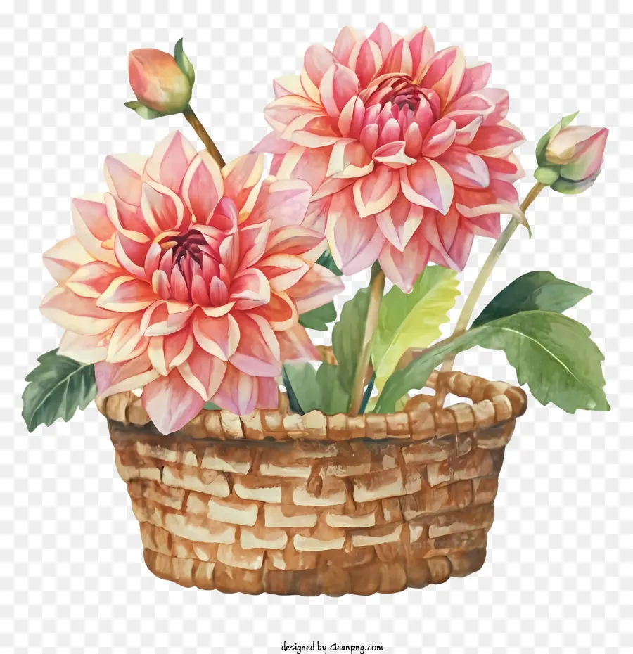 Basket da fiori rosa Dahl Bloom piena di fiori rosa grandi steli - Cesto con due dahlia rosa in fiore