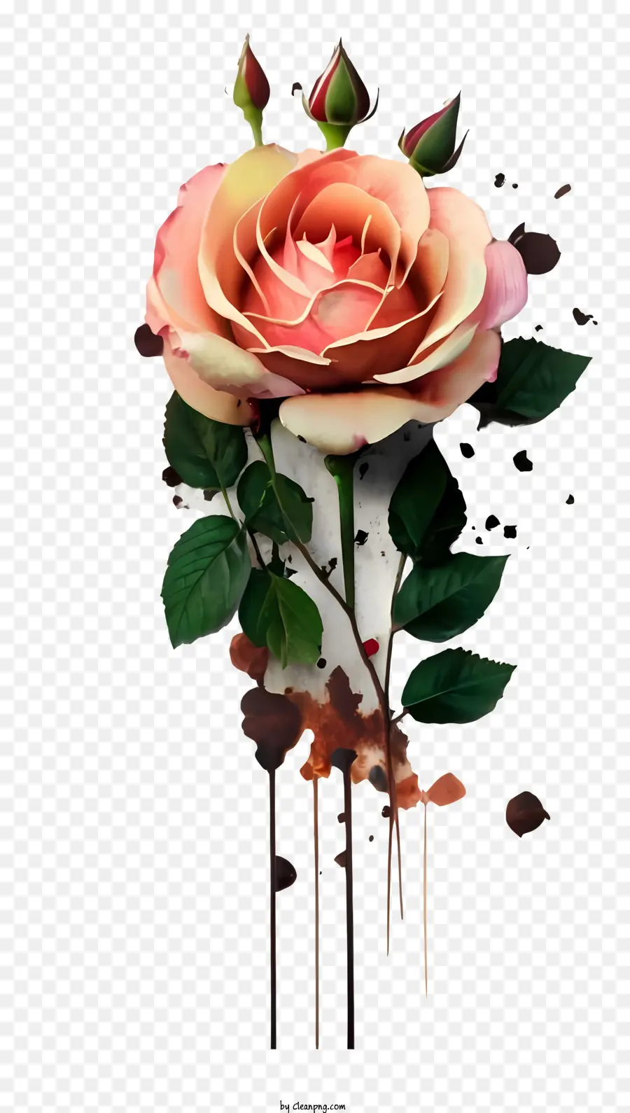 khung màu trắng - Mở hoa hồng với những cánh hoa hồng và nâu được bao quanh bởi nước, đóng khung bởi màu đen và trắng
