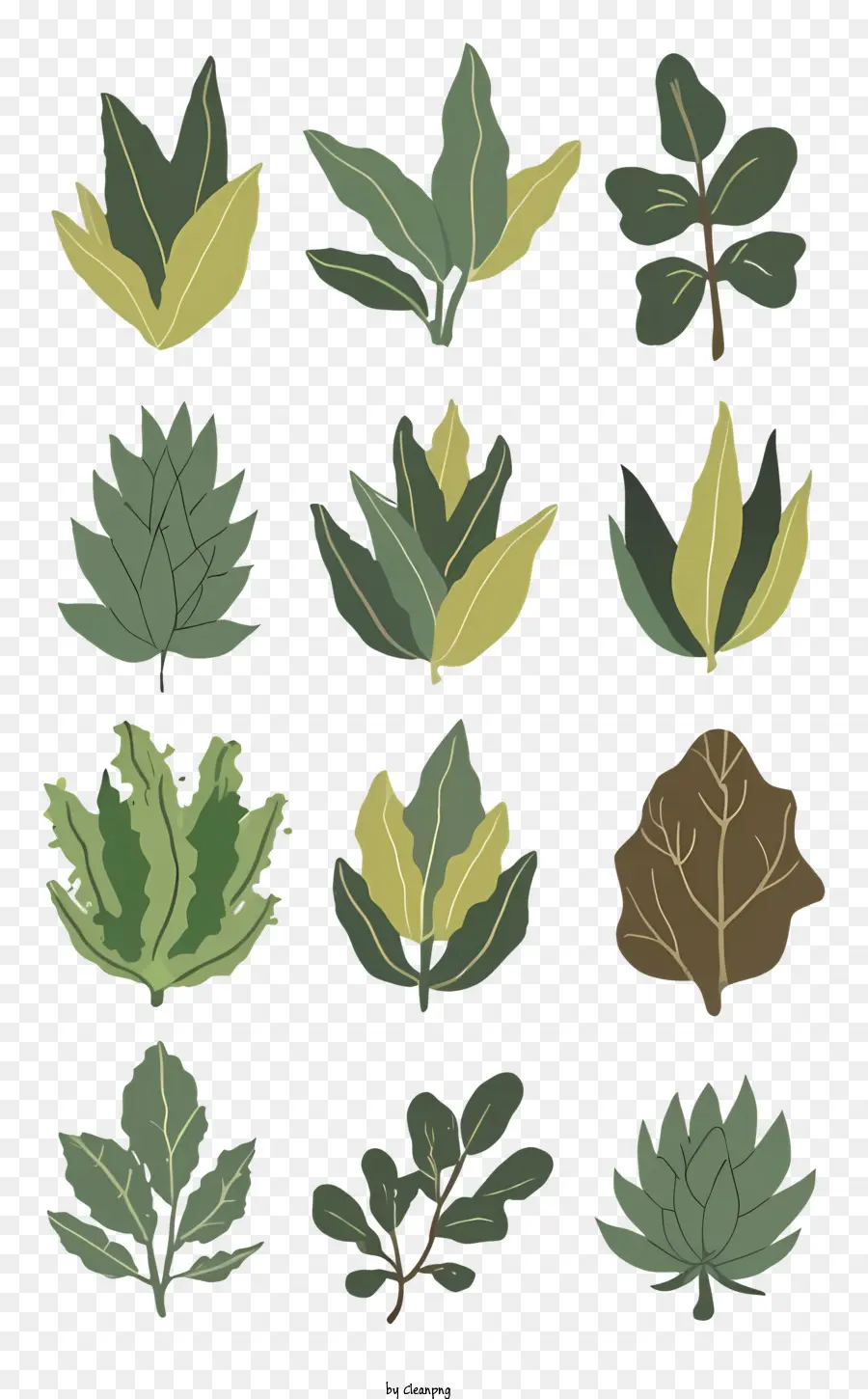 foglie tipi di foglie forme foglie Colori foglie foglie stilizzate - Vari tipi di foglie raffigurati in modi stilizzati e diversi