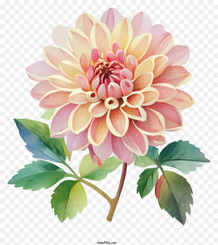 pittura floreale - Fiore rosa dahl in piena fioritura