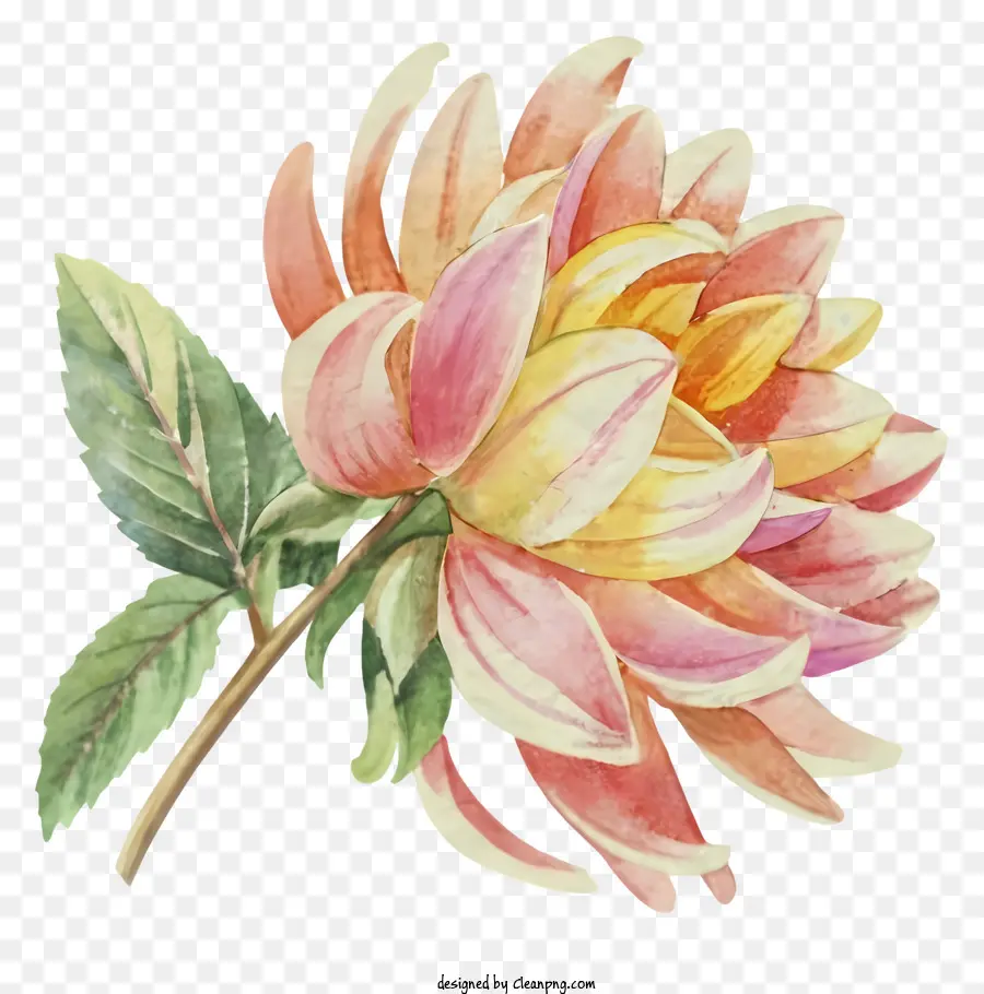 watercolor painting pink dahlia black background vibrant pink petal yellow center