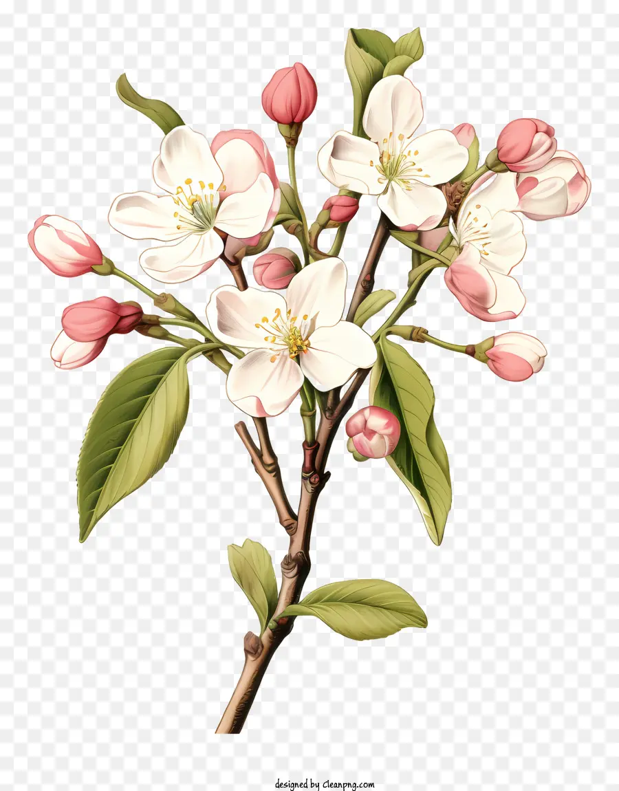 ast - Weiße Blüten am Baumzweig in Blüte