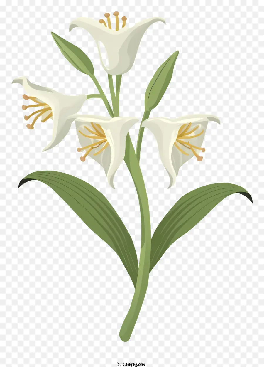 giglio bianco fiore - Fiore di giglio bianco con foglie verdi su nero