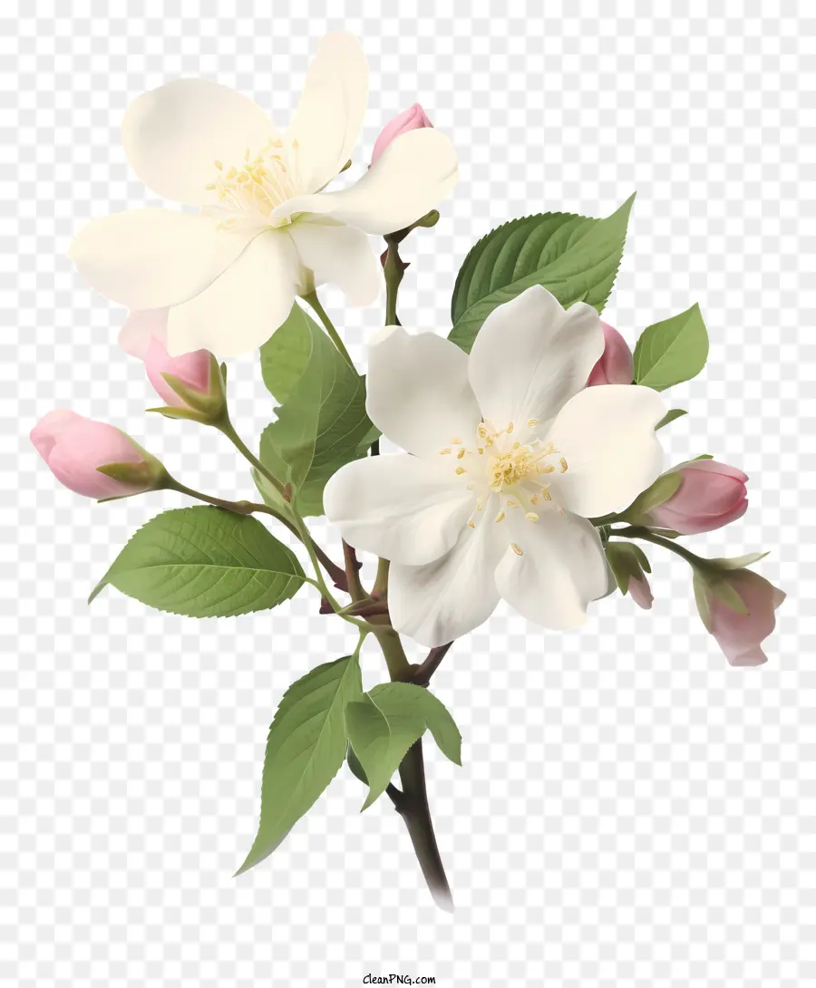 Apfelblüte weiß rosa Blütenblätter - Weiß und rosa Apfelblüte auf schwarzem Hintergrund