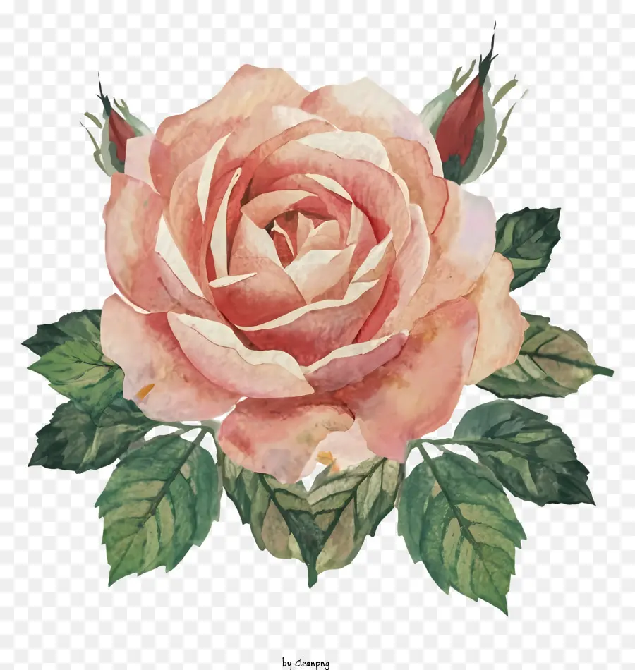 rosa rose - Das Bild zeigt eine rosa Rose mit grünen Blättern