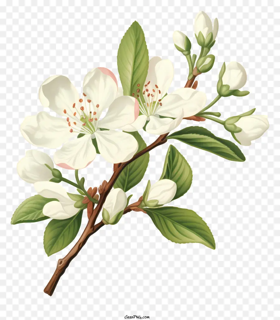 white apple tree full bloom blossoms branches petals
