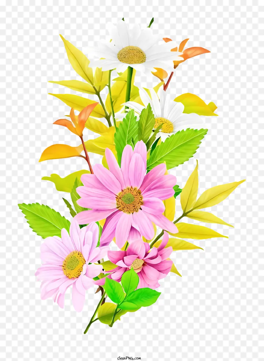 la disposizione dei fiori - Margherite rosa e bianche fioriscono magnificamente