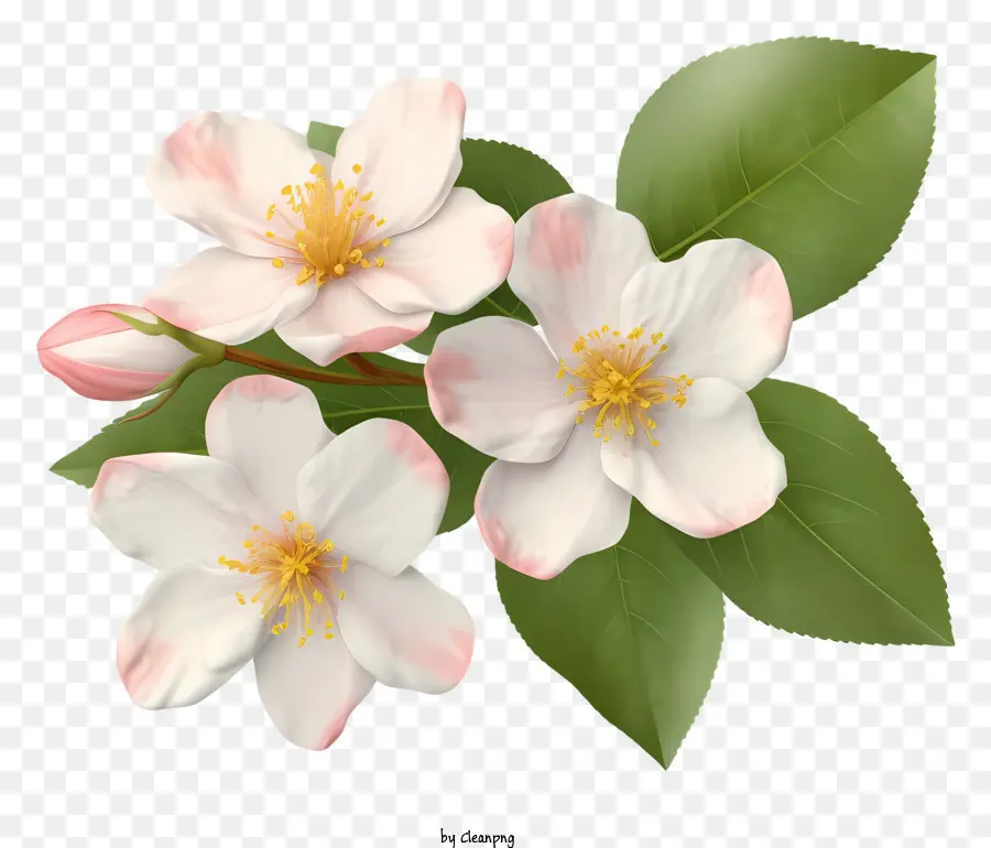 Weiße Blüten rosa Blüten stamm grüne Blätter Blumen - Bild: Zwei weiße Blüten mit rosa Blüten