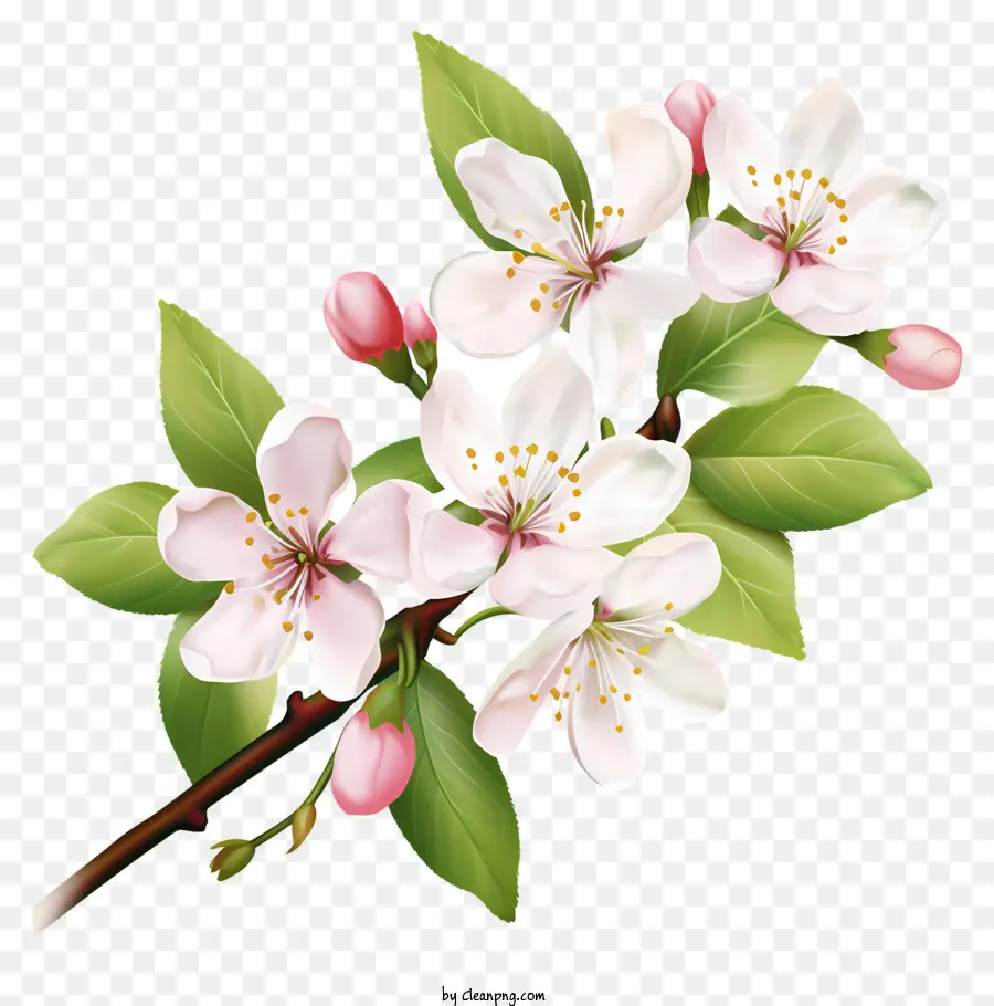 Petali rosa e bianchi di fiori foglie steli rosa - Fiore rosa e bianco con foglie e steli