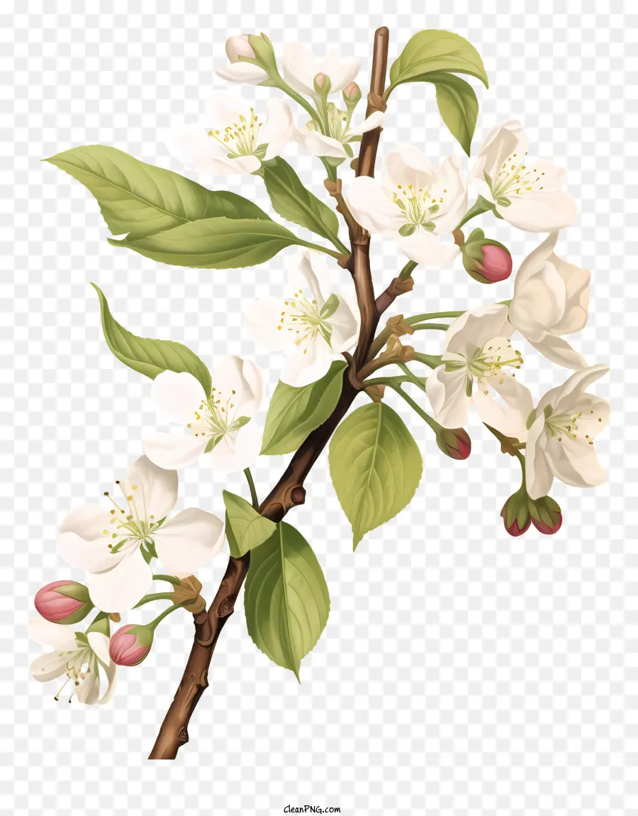 chi nhánh cây - Cành cong với hoa trắng và lá xanh