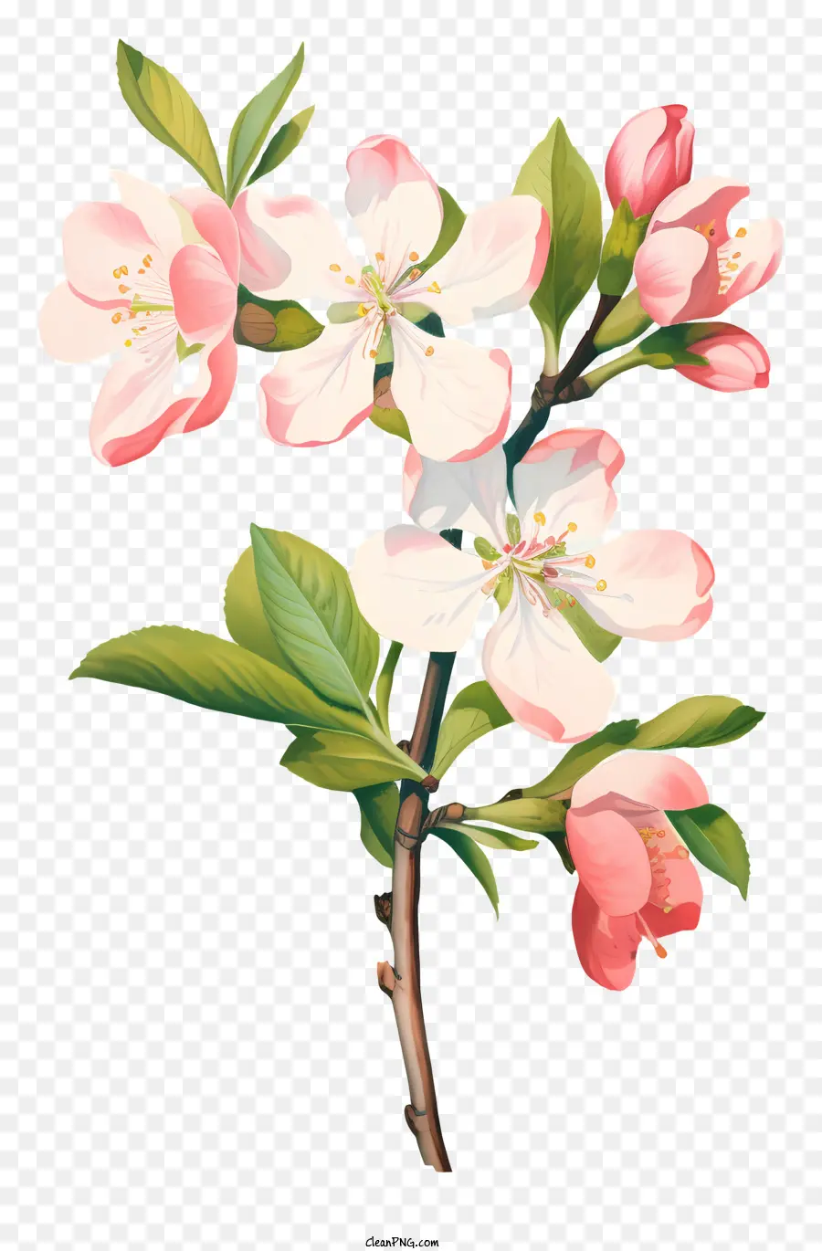 cây táo - Cây táo có hoa với hoa hồng và táo xanh