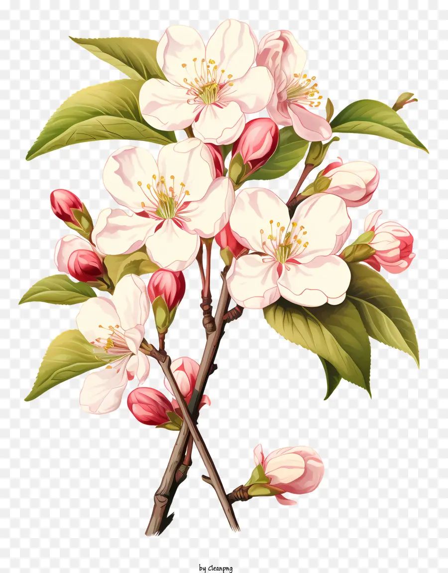 Baumweißblüten Stammblätter blühender Baum - Bild des weißen blühenden Baumes mit Stamm