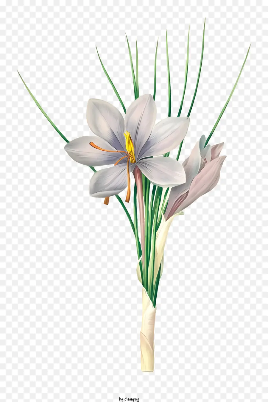 Blütenblätter rollten lange Stielweite zusammen - Rollte weiße Blume mit gelbem Zentrum und lila Stiel