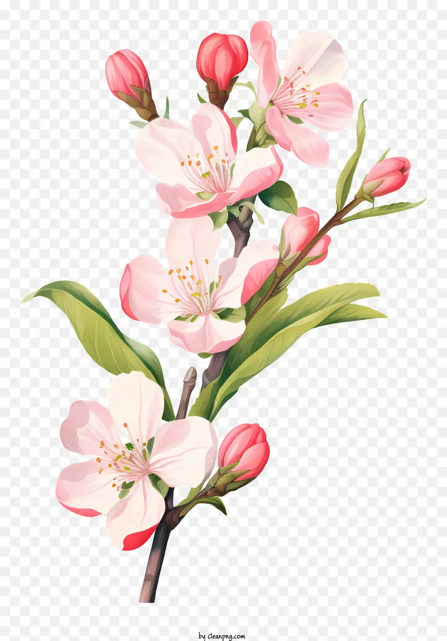 pink apple blossoms full bloom leaves black background growth