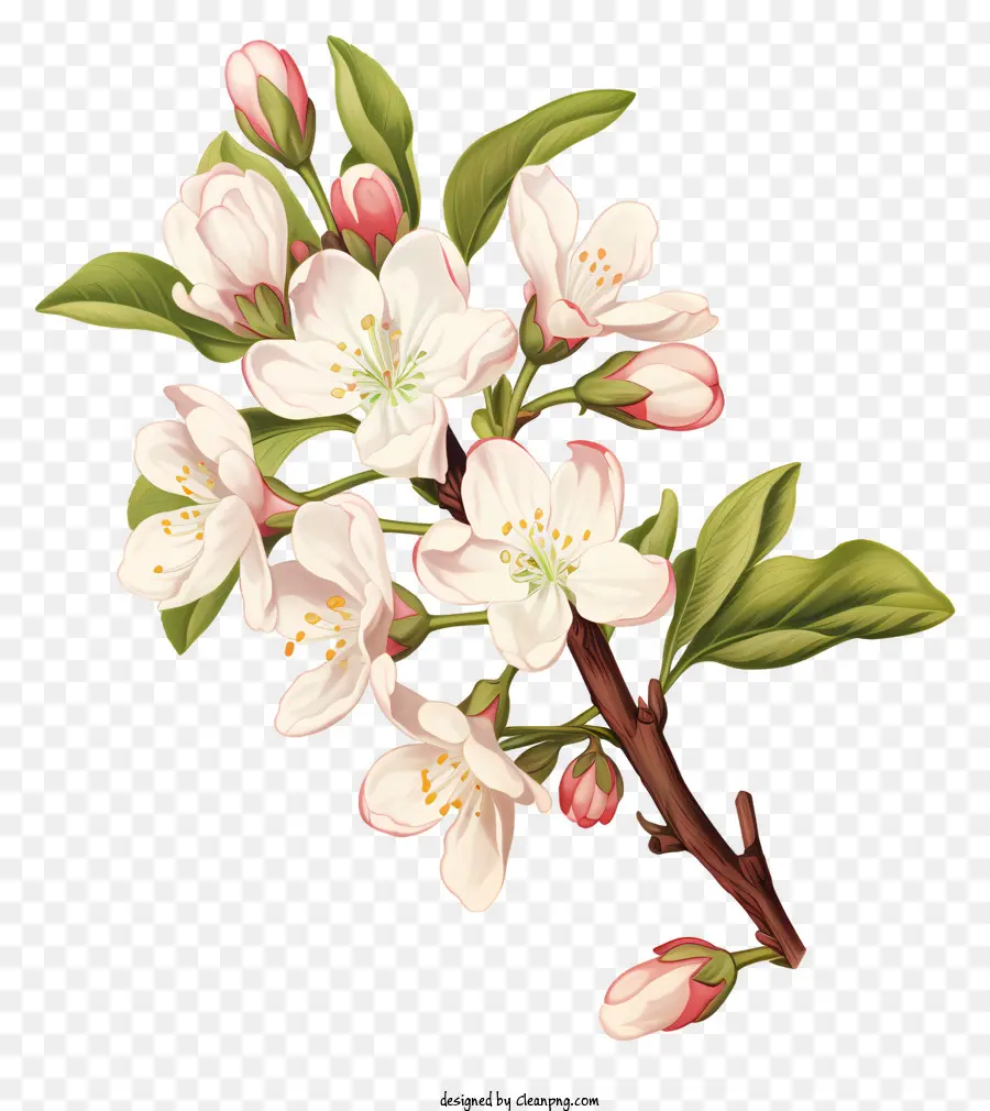 tree with white blossoms pink stamen and pistils green leaves realistic image no shading
