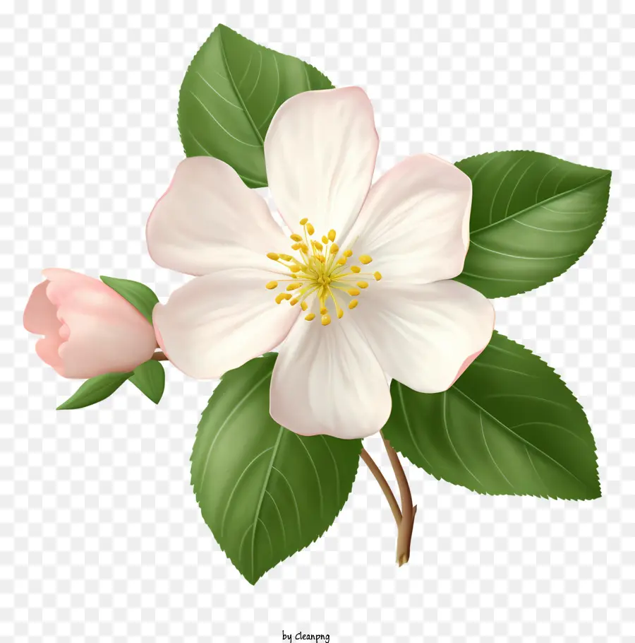 hoa cánh hoa màu hồng trung tâm năm cánh hoa Vị trí hình chữ V - Hoa trắng với trung tâm màu hồng và nền đen