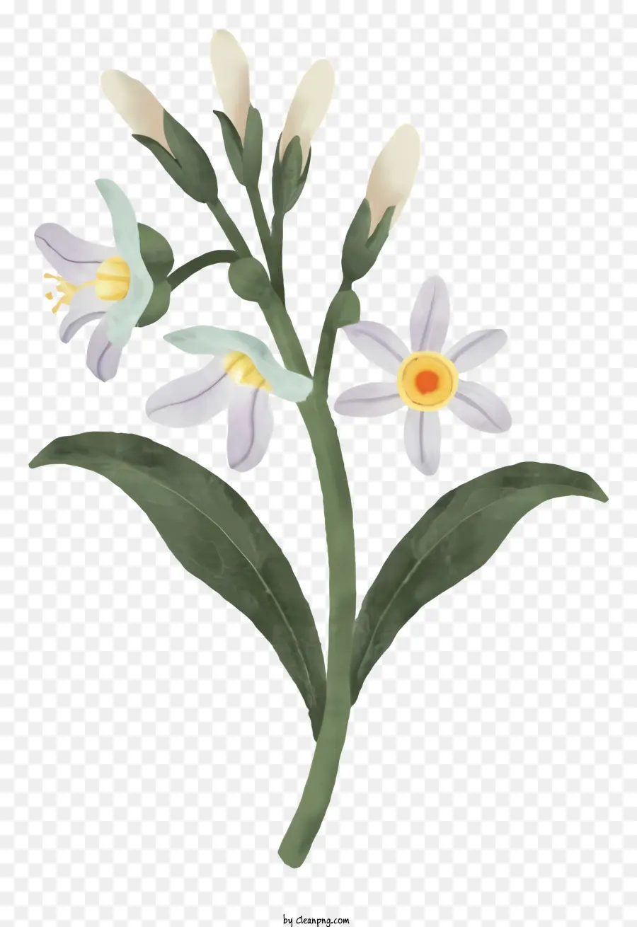 fiore bianco - Fiore bianco con foglie verdi su sfondo nero