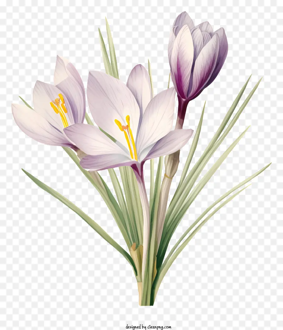 Hoa màu tím Trung tâm màu trắng Trung tâm màu vàng Mẫu đối xứng - Bó hoa màu tím tượng trưng cho hy vọng vào mùa xuân