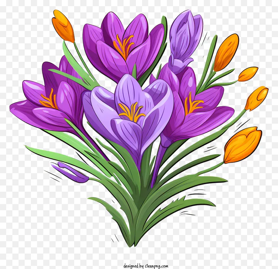 colorful flowers bouquet purple crocuses orange tulips black background