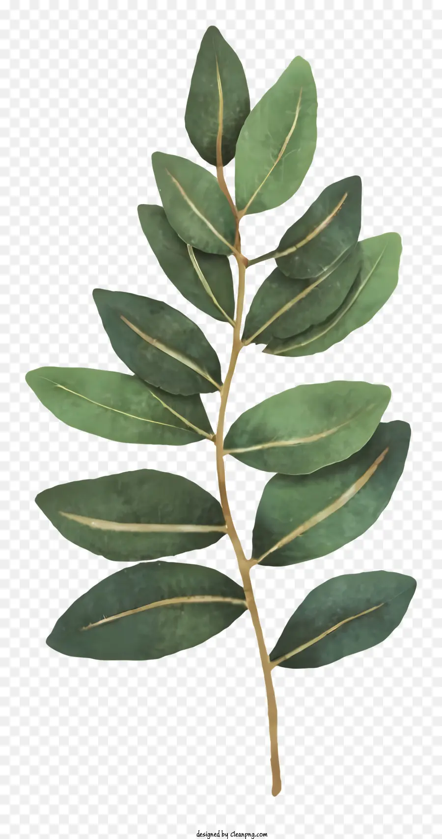 Blatt Form - Pflanzenblatt mit sichtbaren Adern und Stiel