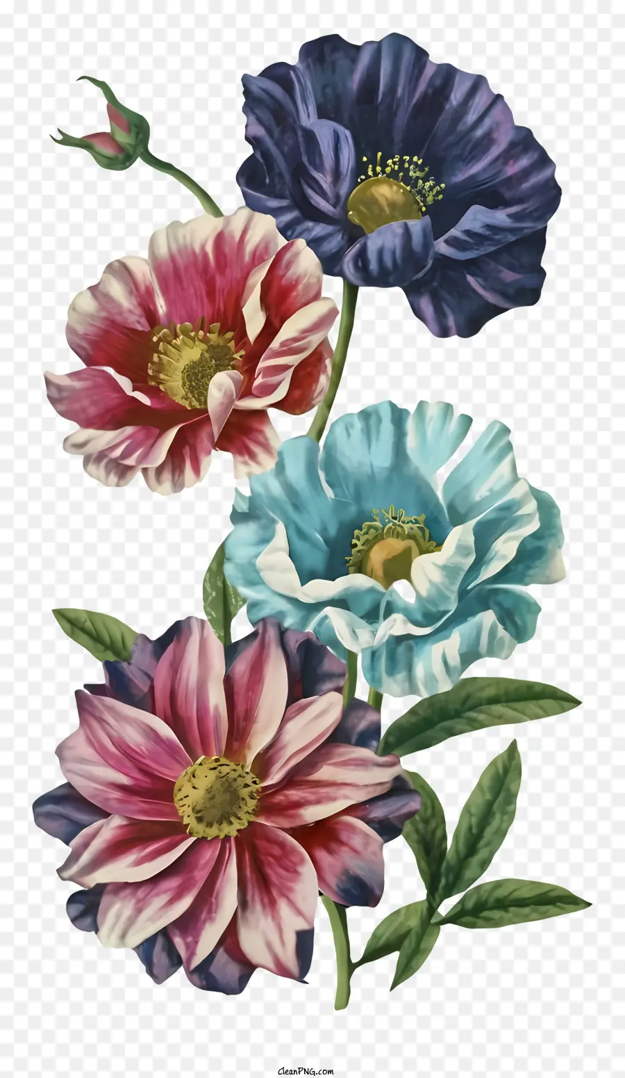 Blumenfarben blau rosa lebendig - Bunte Blumen, die vor einem schwarzen Hintergrund angeordnet sind