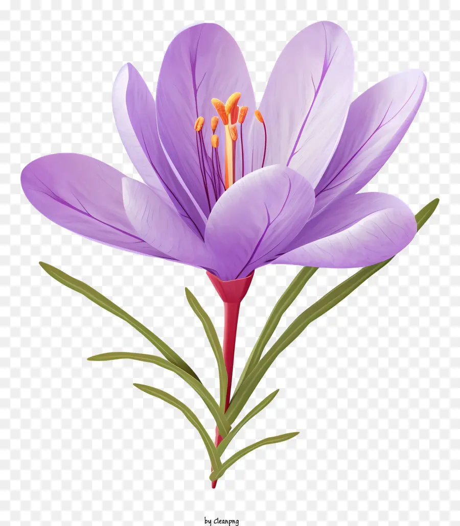 fiore viola - Fiore di zafferano completamente fiorito con petali vibranti