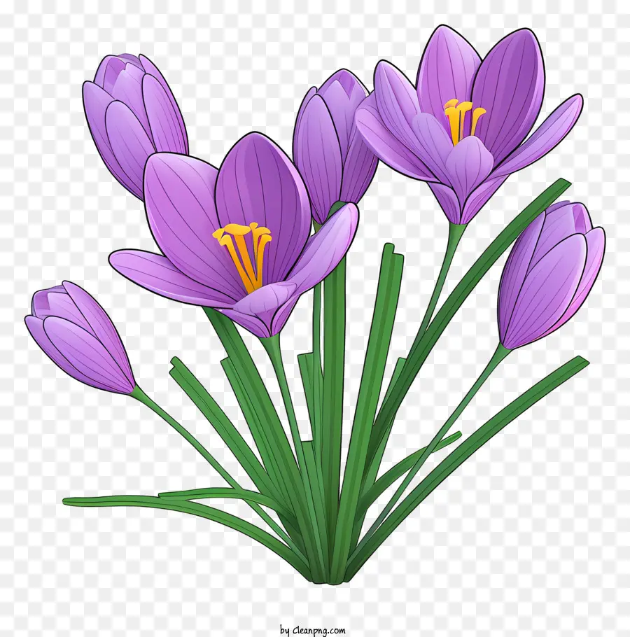 Frühlingsblumen - Lila Krokusse blühen auf schwarzem Hintergrund