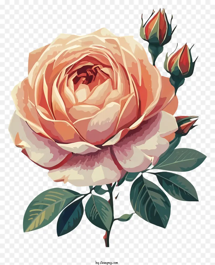 hoa hồng màu hồng - Hoa hồng hồng với cánh hoa mở trên nền đen