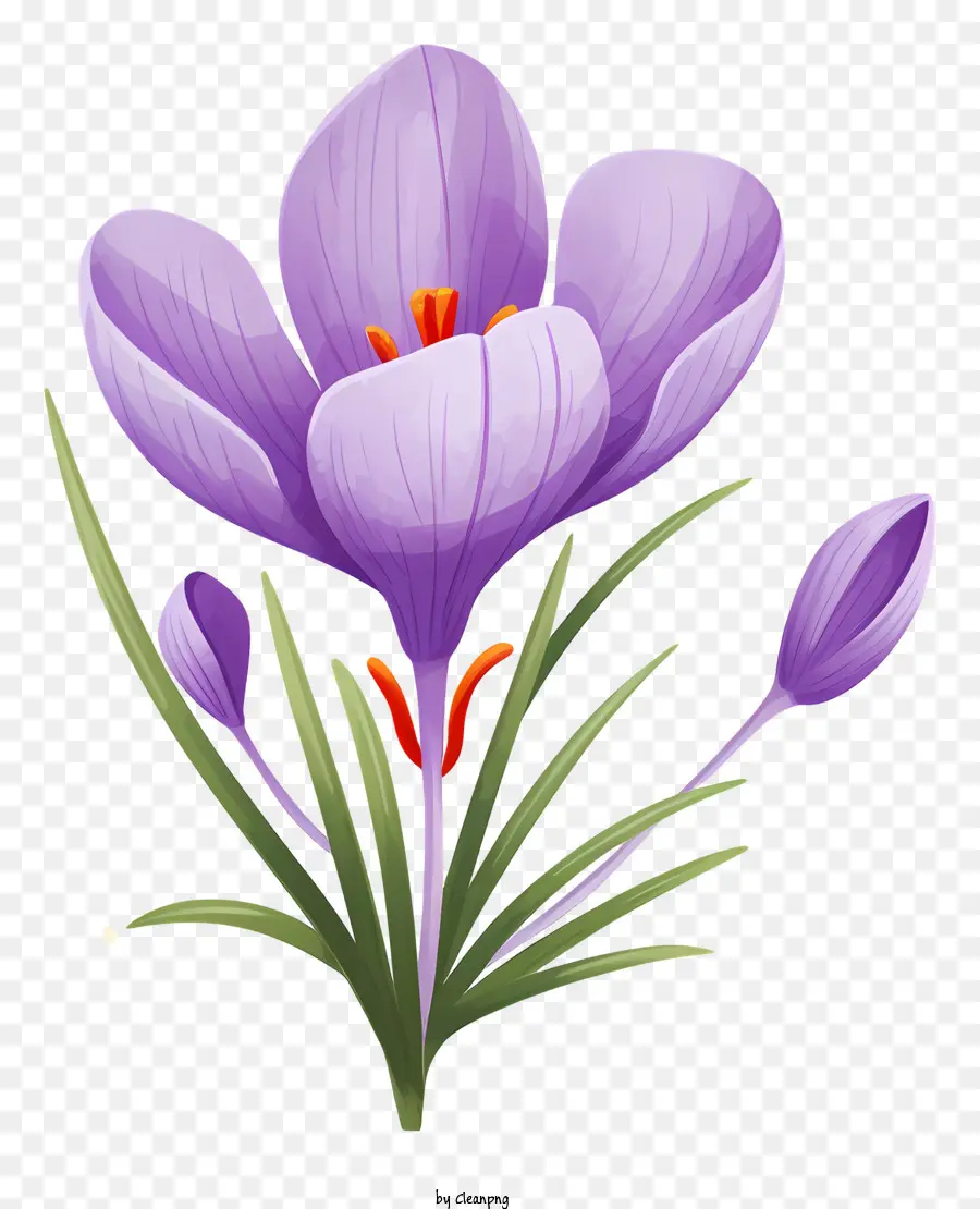 lila Blume - Nahaufnahme der lila Blume auf schwarzem Hintergrund