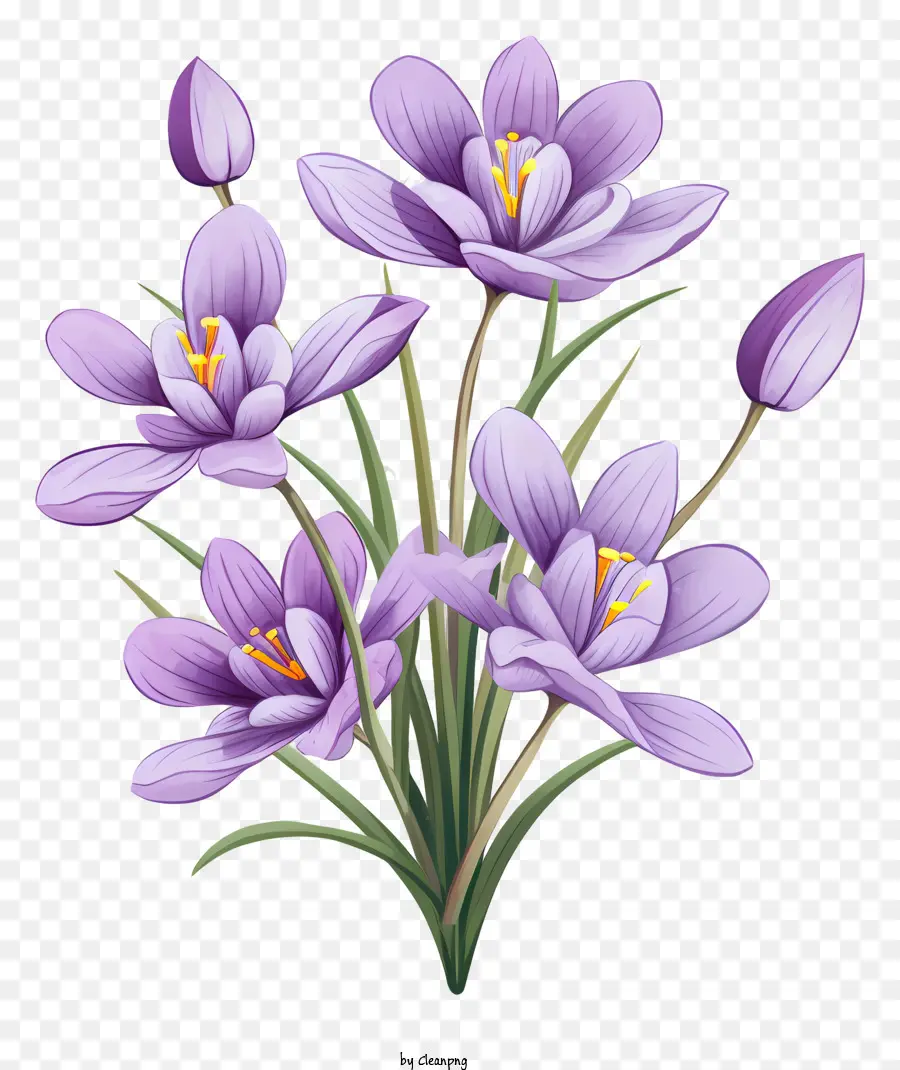 purple crocuses full bloom open petals pale lavender loose arrangement