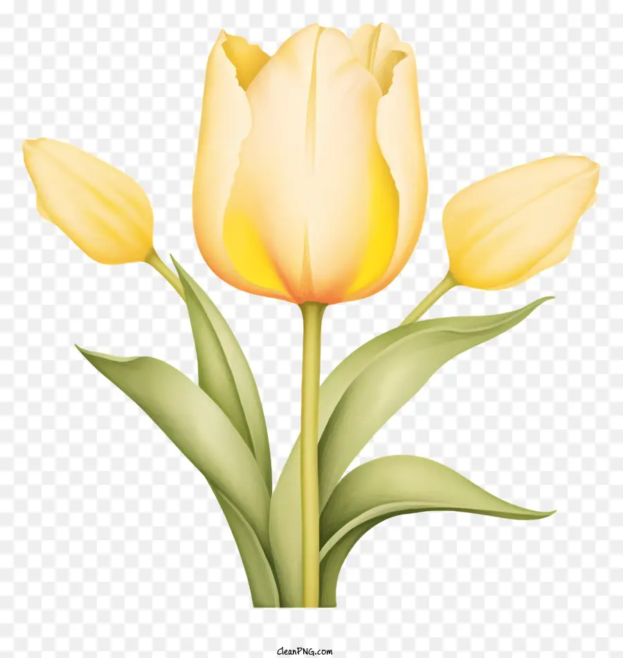 Hoa hoa tulip màu vàng để lại cánh hoa tươi - Hoa tulip màu vàng tươi với lá hướng lên