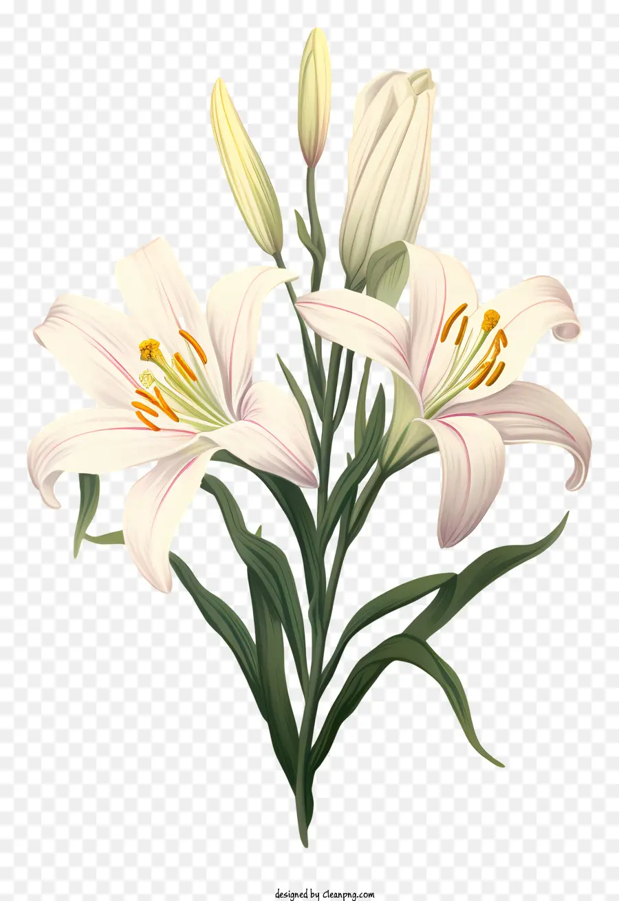 Blumenstrauß weiße Lilie Blumen volle Blütenblätter Blütenblätter - Blumenstrauß weißer Lilienblumen in voller Blüte auf schwarzem Hintergrund. 
Hell, detailliert, lebendig und realistisch