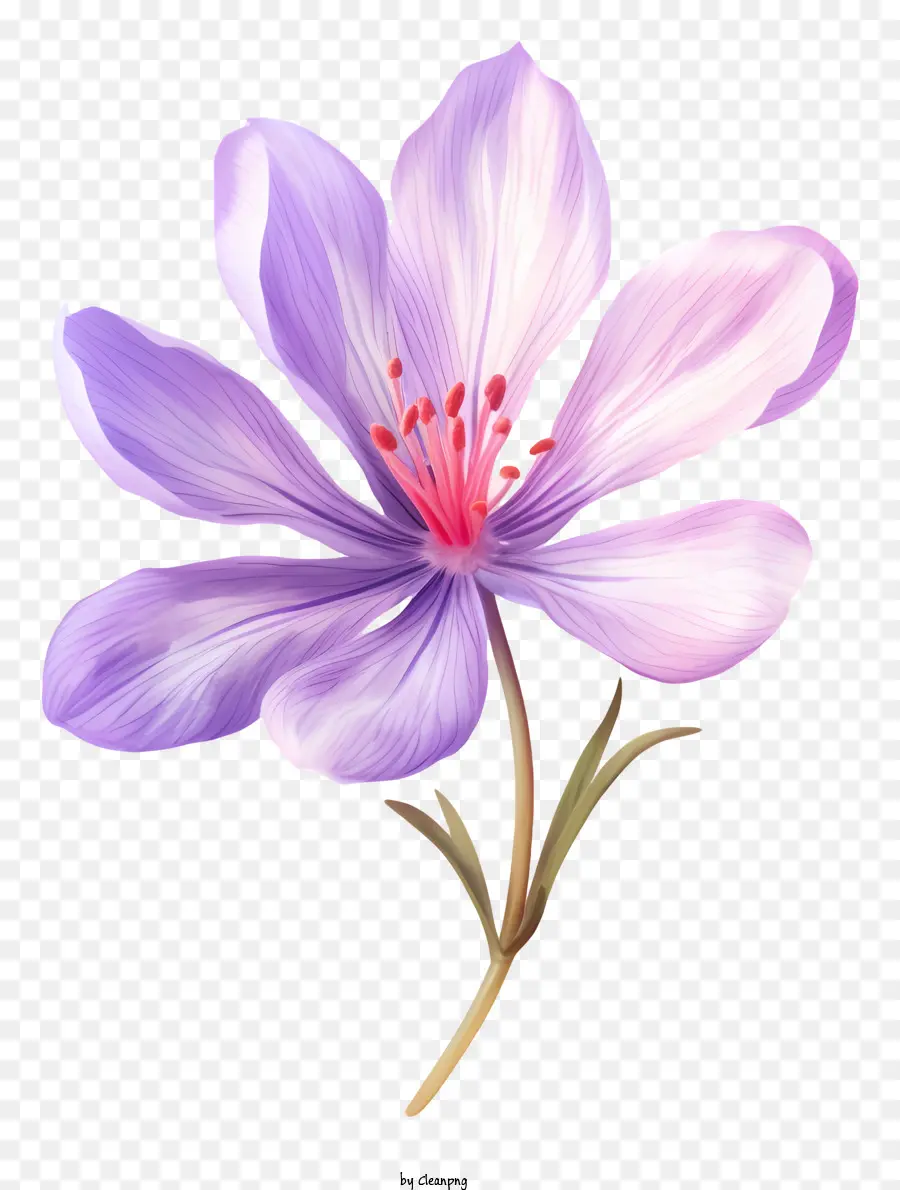 fiore viola - Fiore viola aperto con centro rosa in vaso