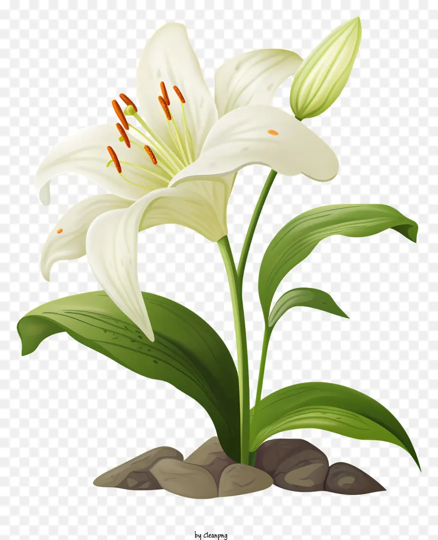 hoa lily - Lily trắng với trung tâm màu vàng trên nền đen