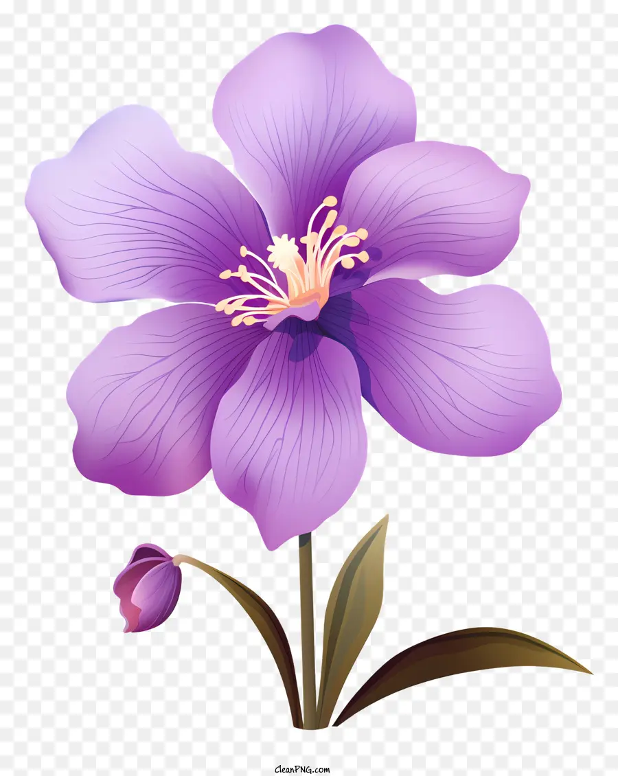 petali di fiori - Ibisco viola con petali ondulati, centro bianco