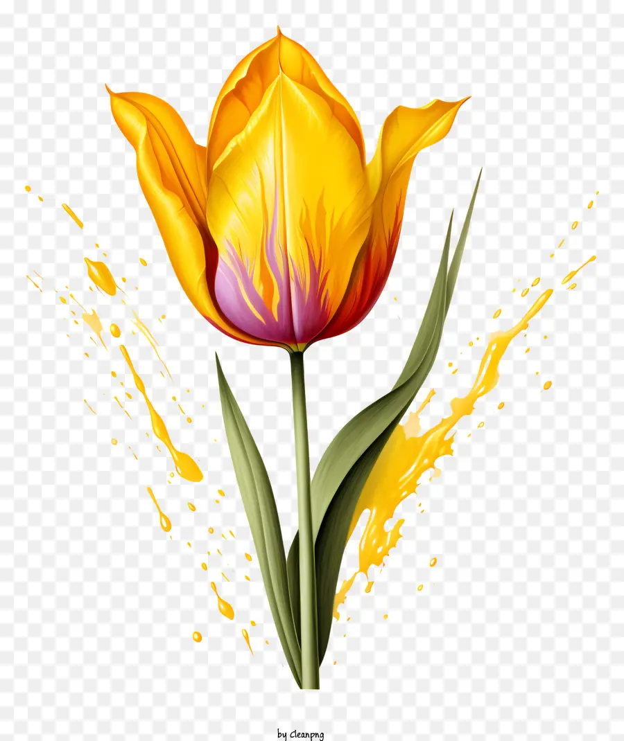 gelbe Tulpe -Rosa und lila Flecken frisches und lebendiges neues Lebenswachstum - Lebendiger Tulpe auf schwarzem Hintergrund, das neues Leben symbolisiert