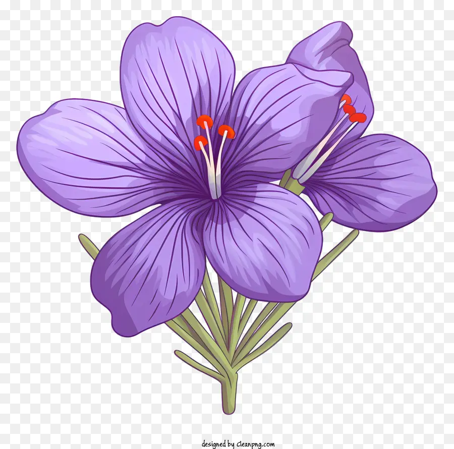 lila Blume - Lebendige lila Iris mit orangefarbenem Zentrum blühen