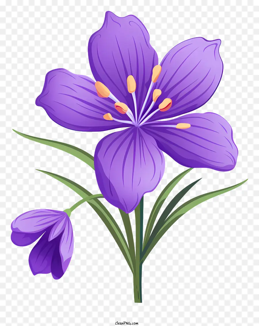 hoa tím - Hoa màu tím đơn với bốn lá trên thân cây