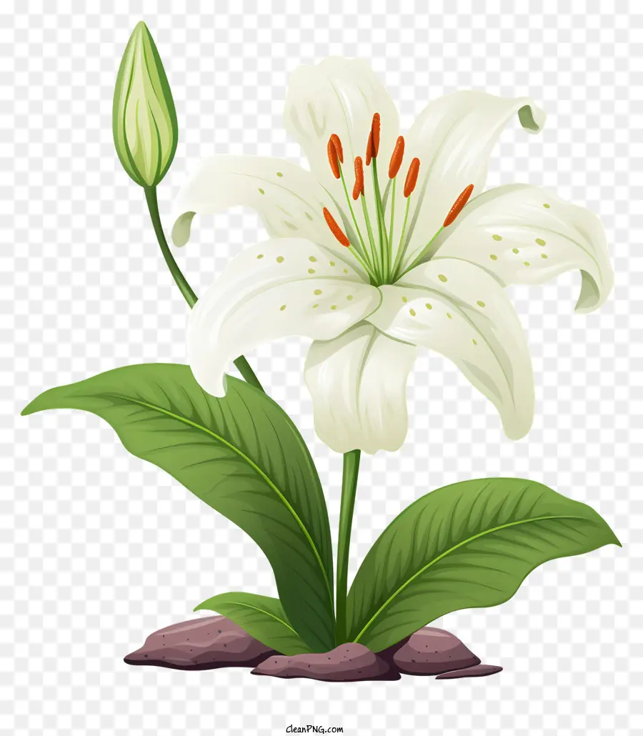 pot di fiore - Lily bianco in pentola verde circondata da foglie