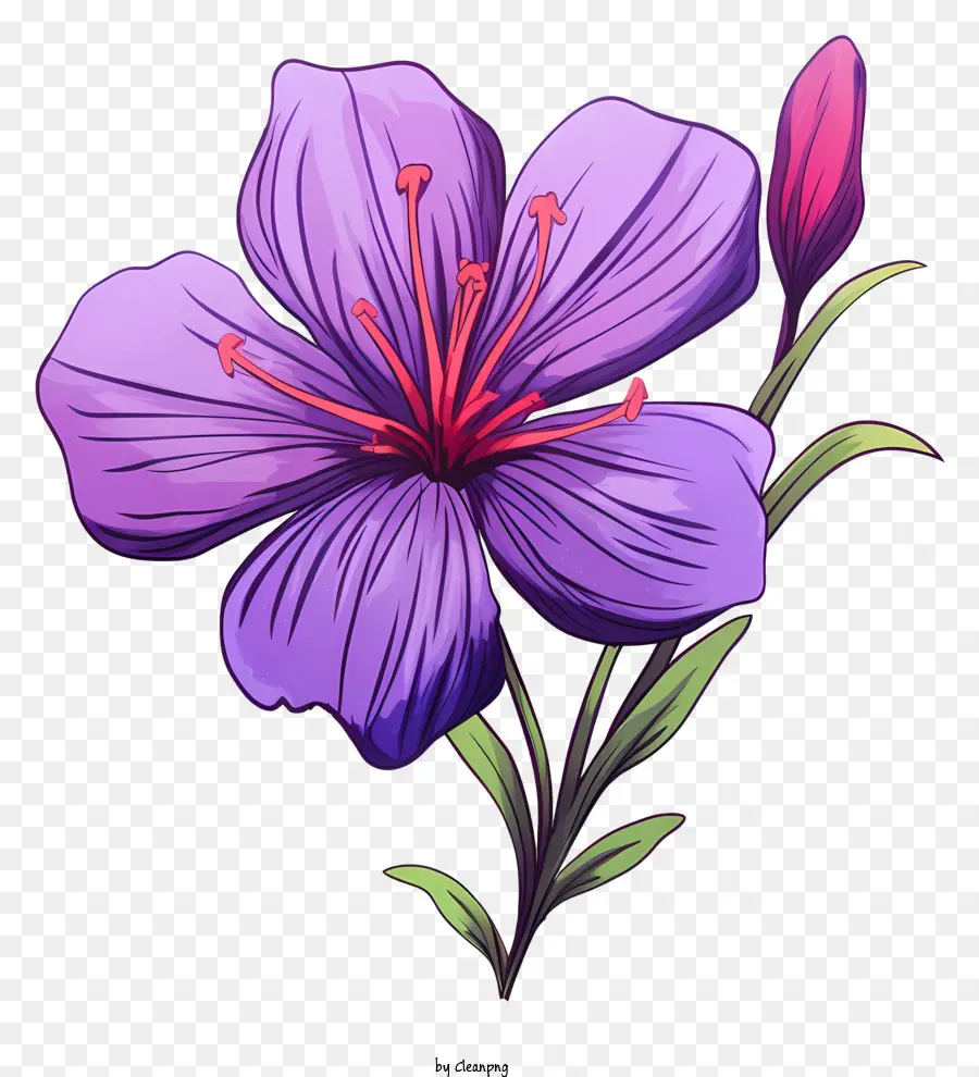 lila Blume - Lebendige lila Blume mit zarten Blütenblättern