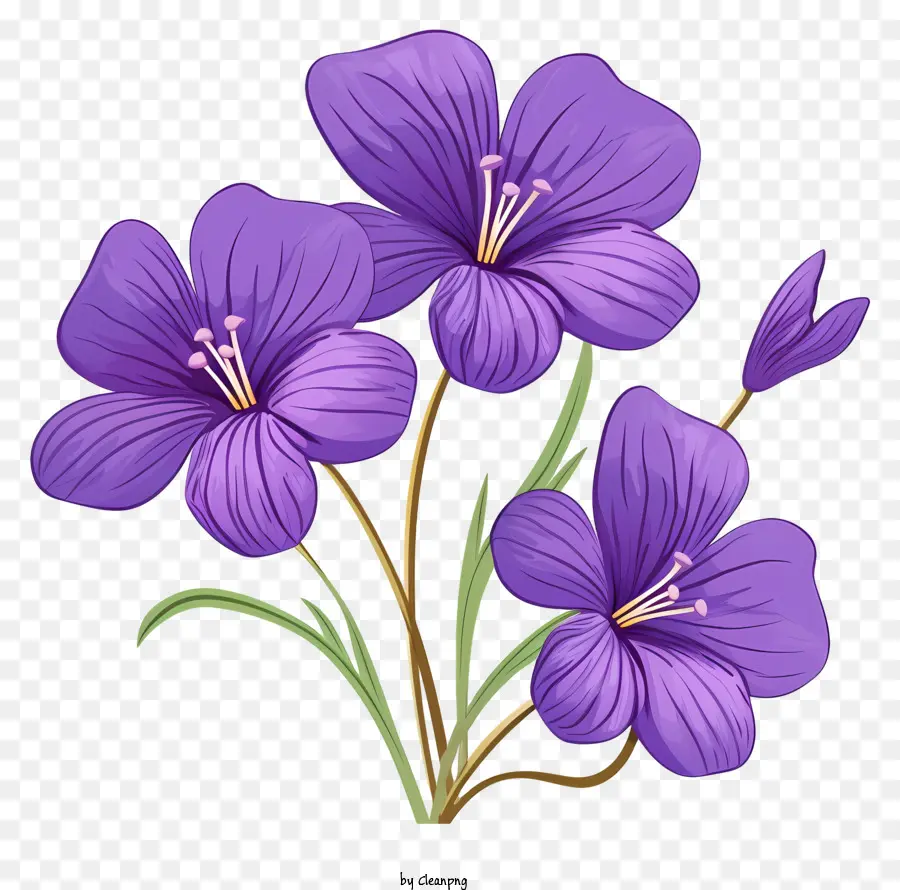 fiori viola disposizione simmetrica di steli verdi lunghi fiori fioriti petali arruffati - Tre fiori viola con petali arruffati sul nero