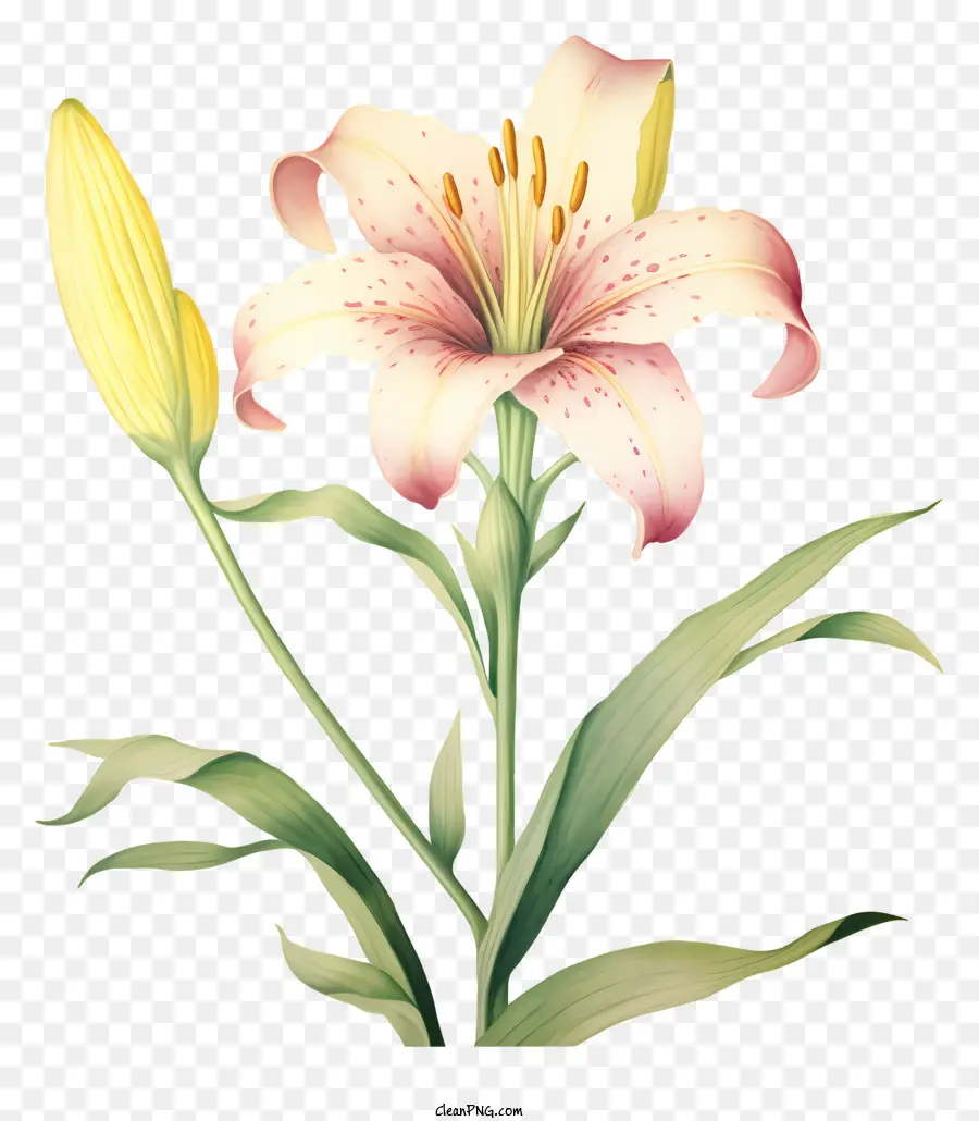 Lilie Blume - Nahaufnahme von Pink Lily auf Schwarz
