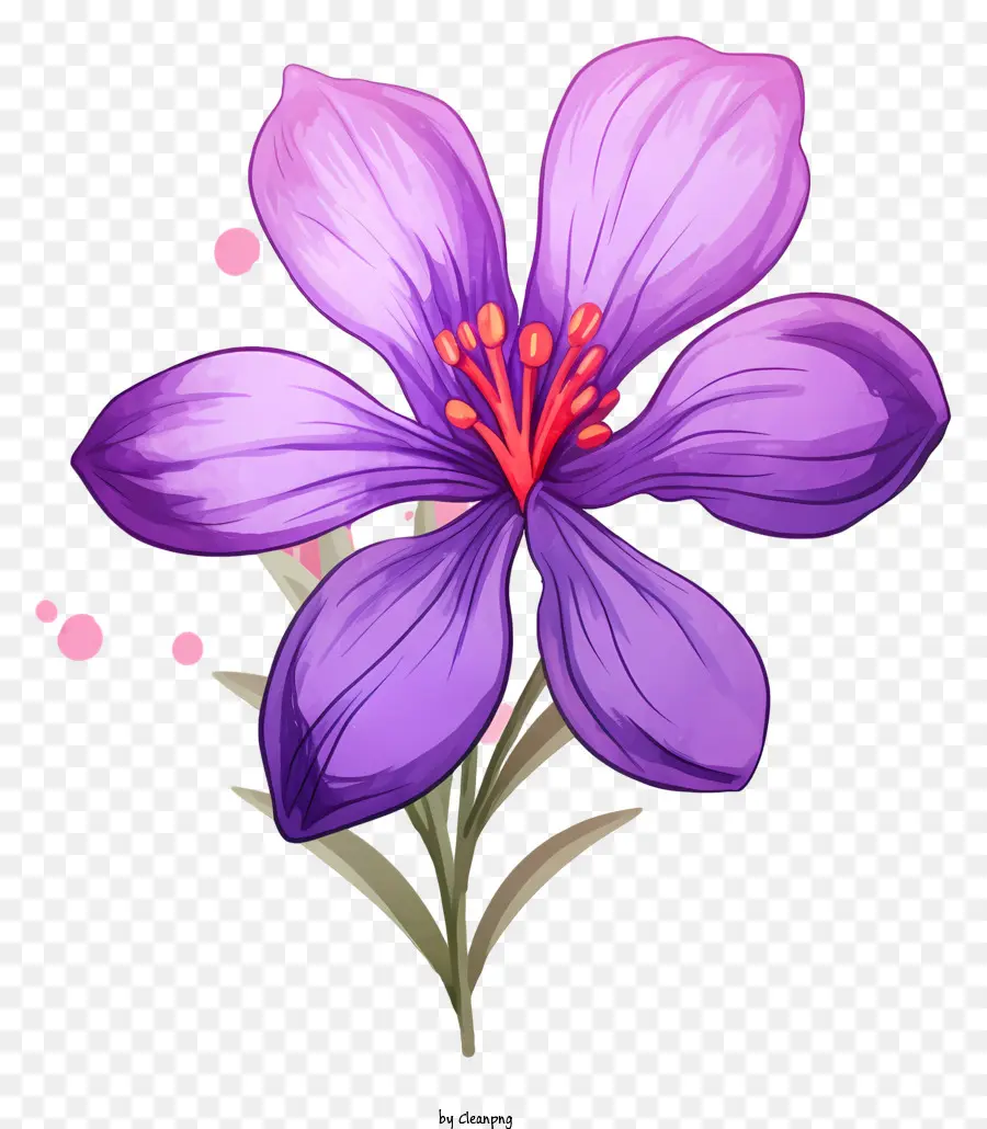 hoa tím - Hoa màu tím với cánh hoa và trung tâm màu hồng, nổi trên nền đen