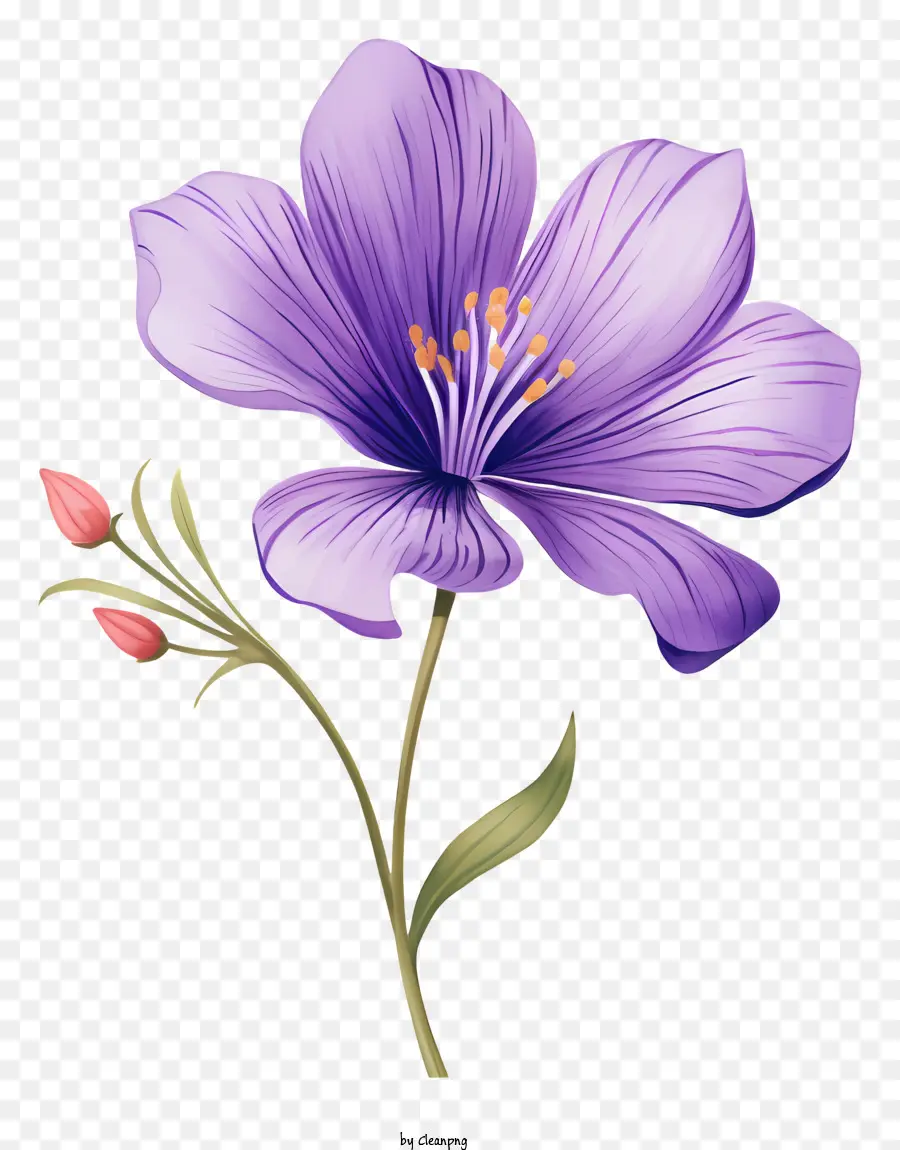 hoa tím - Hoa màu tím với năm cánh hoa trên nền đen