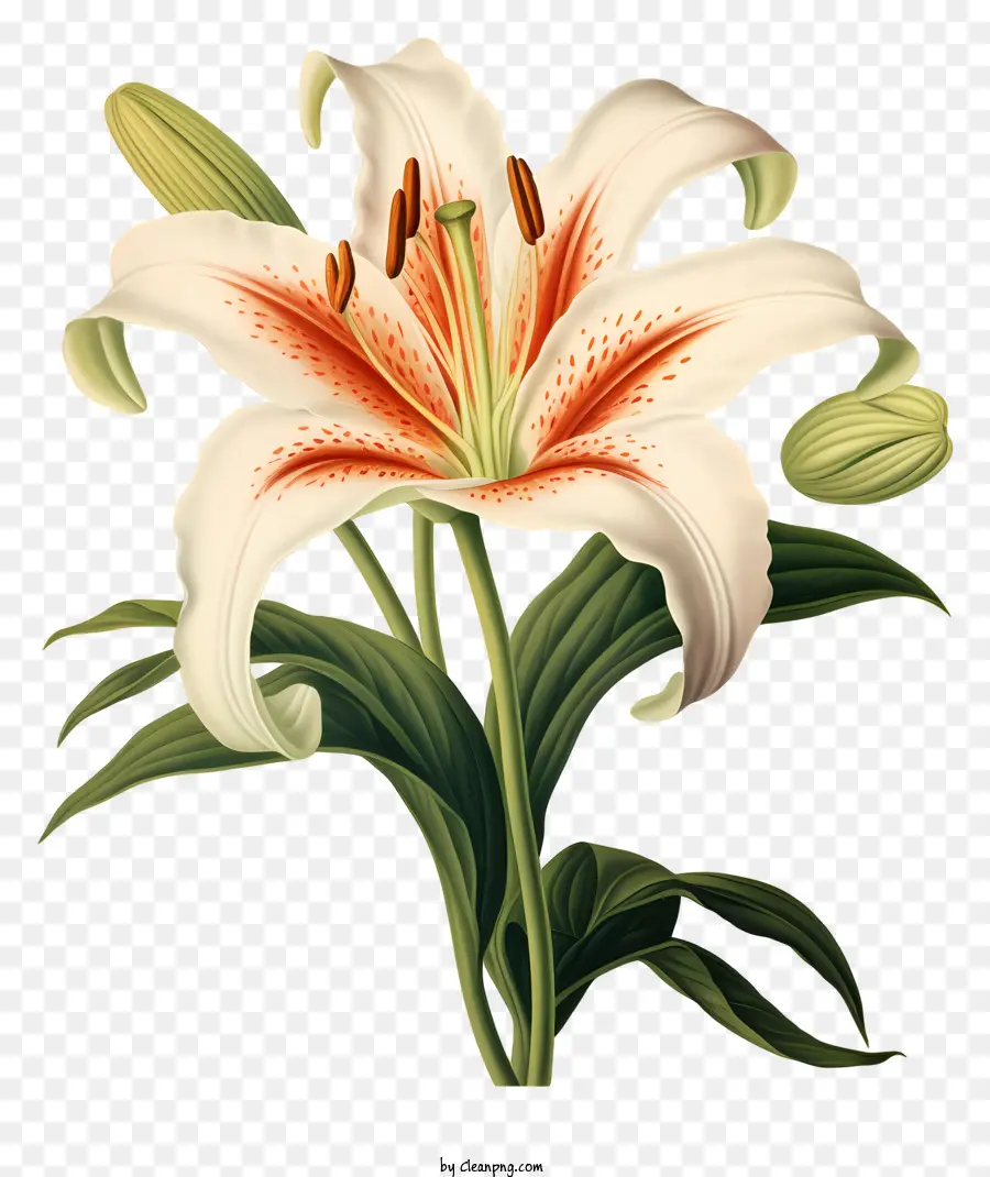 Lilie Blume - Große weiße Lilie mit gekräuselten roten Blütenblättern