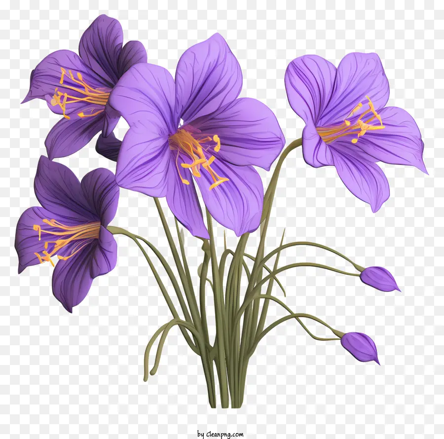 hoa tím - Cận cảnh hoa màu tím rực rỡ trên nền đen