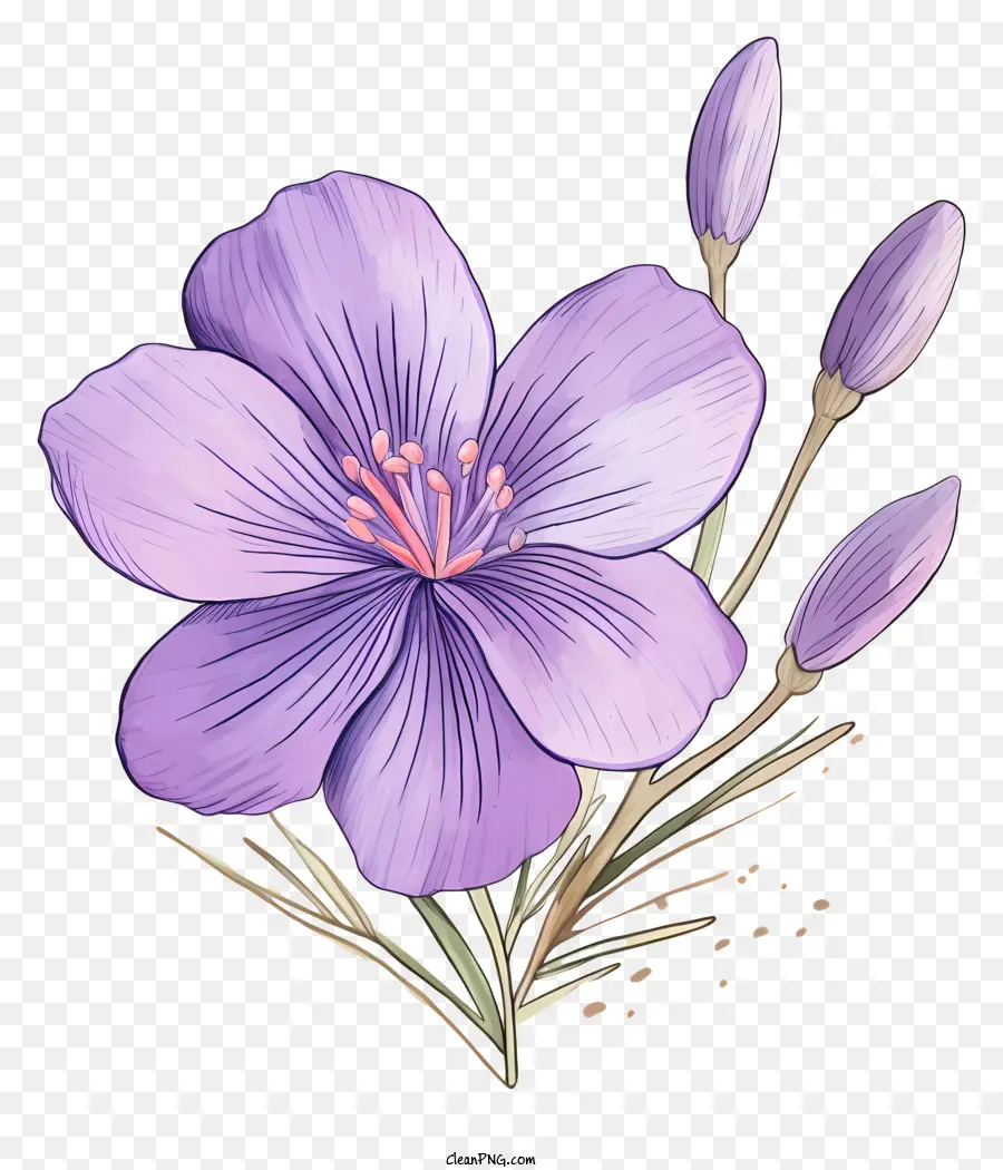 fiore viola - Fiore viola con 2 petali su sfondo nero