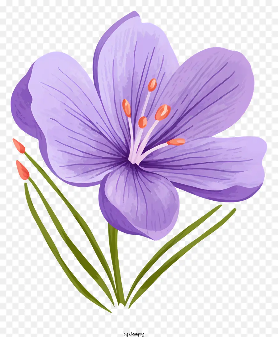 hoa tím - Hoa màu tím với 5 cánh hoa trên nền đen